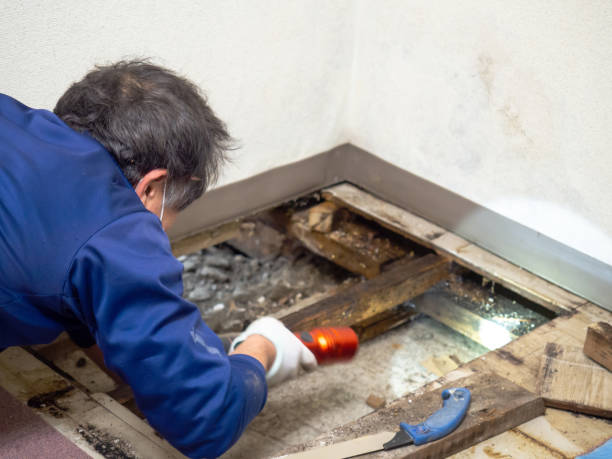 Best Commercial Mold Removal  in Nsfield Center, MA