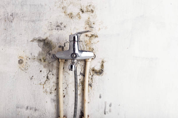 Best Mold Removal Near Me  in Nsfield Center, MA