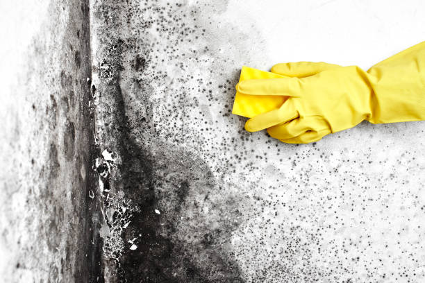 Trusted Mansfield Center, MA Mold Removal Experts
