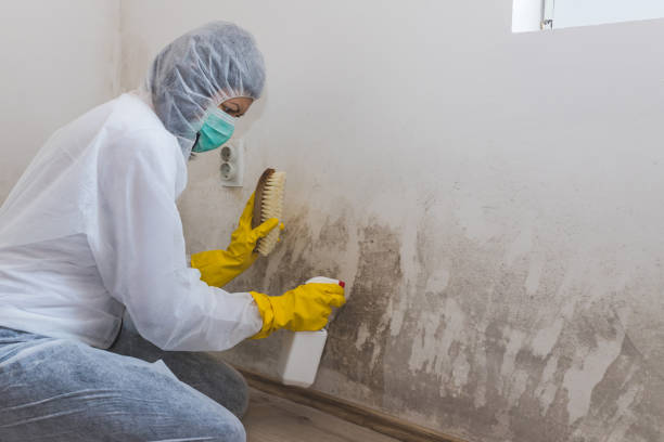 Best Affordable Mold Removal  in Nsfield Center, MA