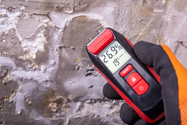 Best Same-Day Mold Removal  in Nsfield Center, MA