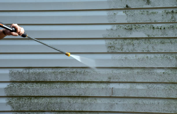 Best Local Mold Removal Service  in Nsfield Center, MA