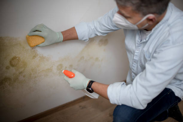 Best Mold Cleaning Services  in Nsfield Center, MA
