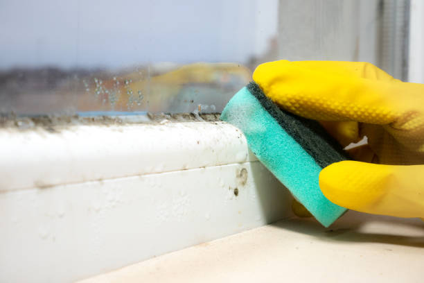 Attic Mold Removal in Mansfield Center, MA