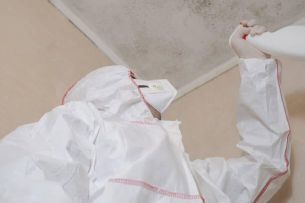Best Best Mold Removal Companies  in Nsfield Center, MA