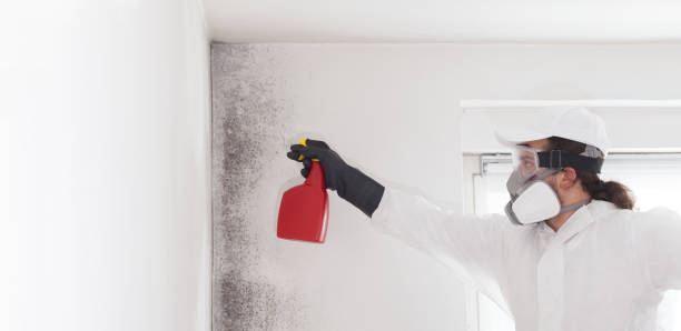 Best Mold Remediation Experts  in Nsfield Center, MA
