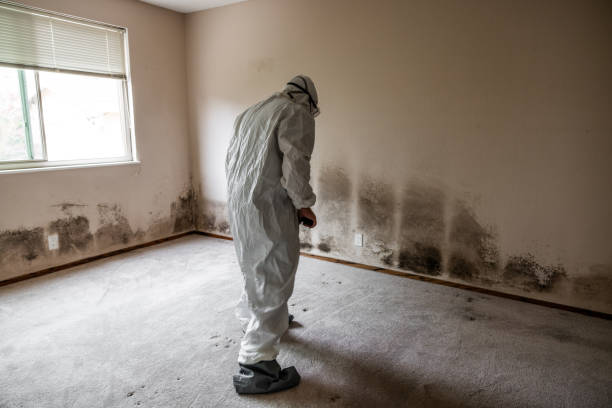 Best Certified Mold Removal  in Nsfield Center, MA