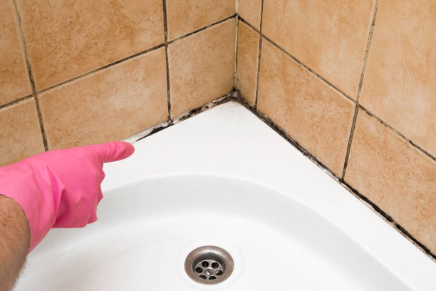 Best Mold Remediation  in Nsfield Center, MA