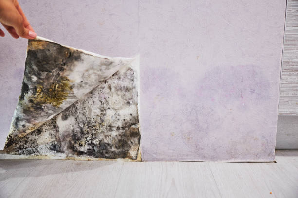 Best Residential Mold Removal  in Nsfield Center, MA